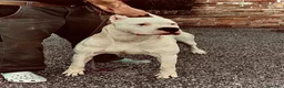 Dogo Argentino cani in vendita: CUCCIOLI DOGO ARGENTINO a Provincia di Verona - Annuncio 4