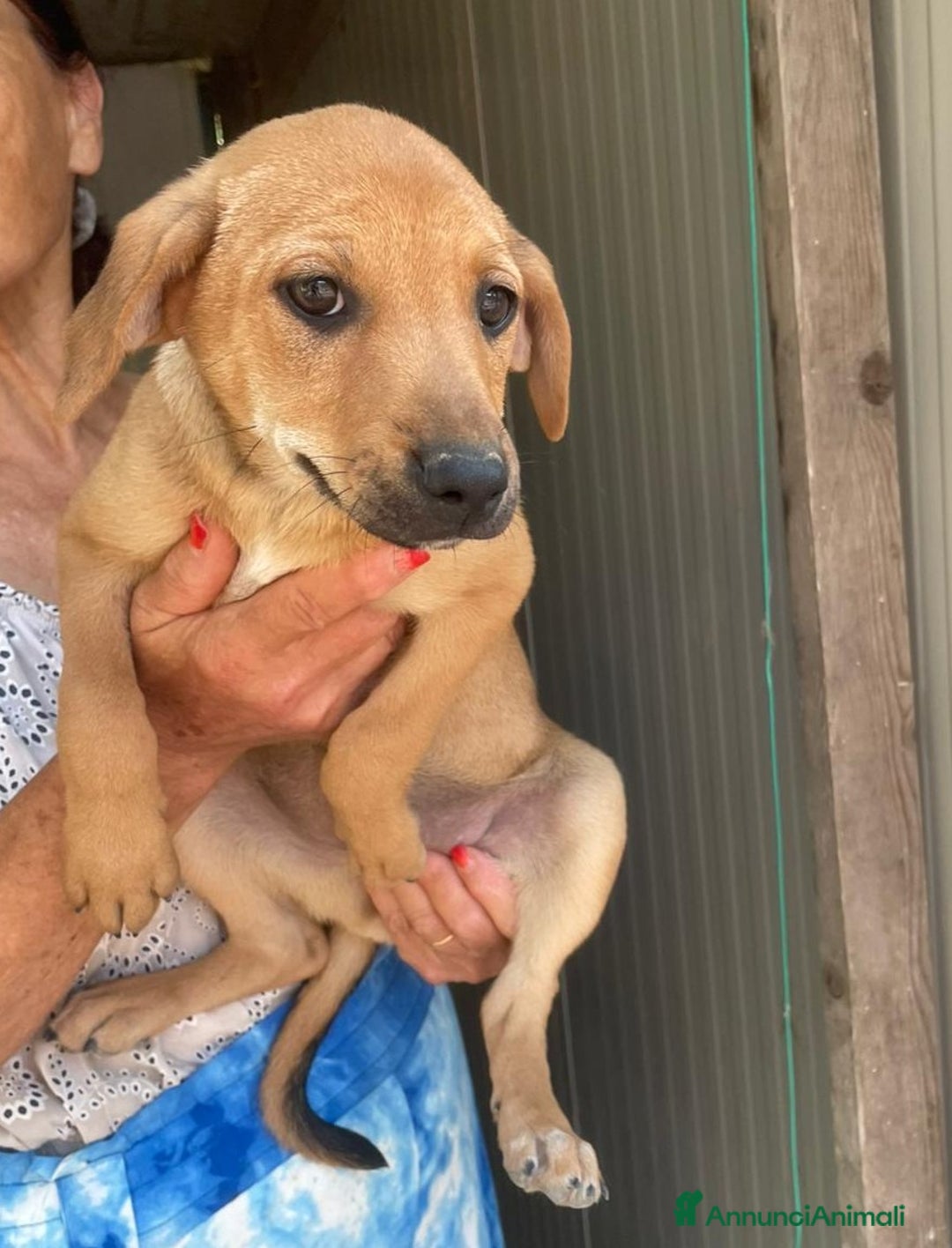 Meticcio cani in regalo: GLI SPLENDIDI AMERICANINI a Provincia di Frosinone - Immagine 15