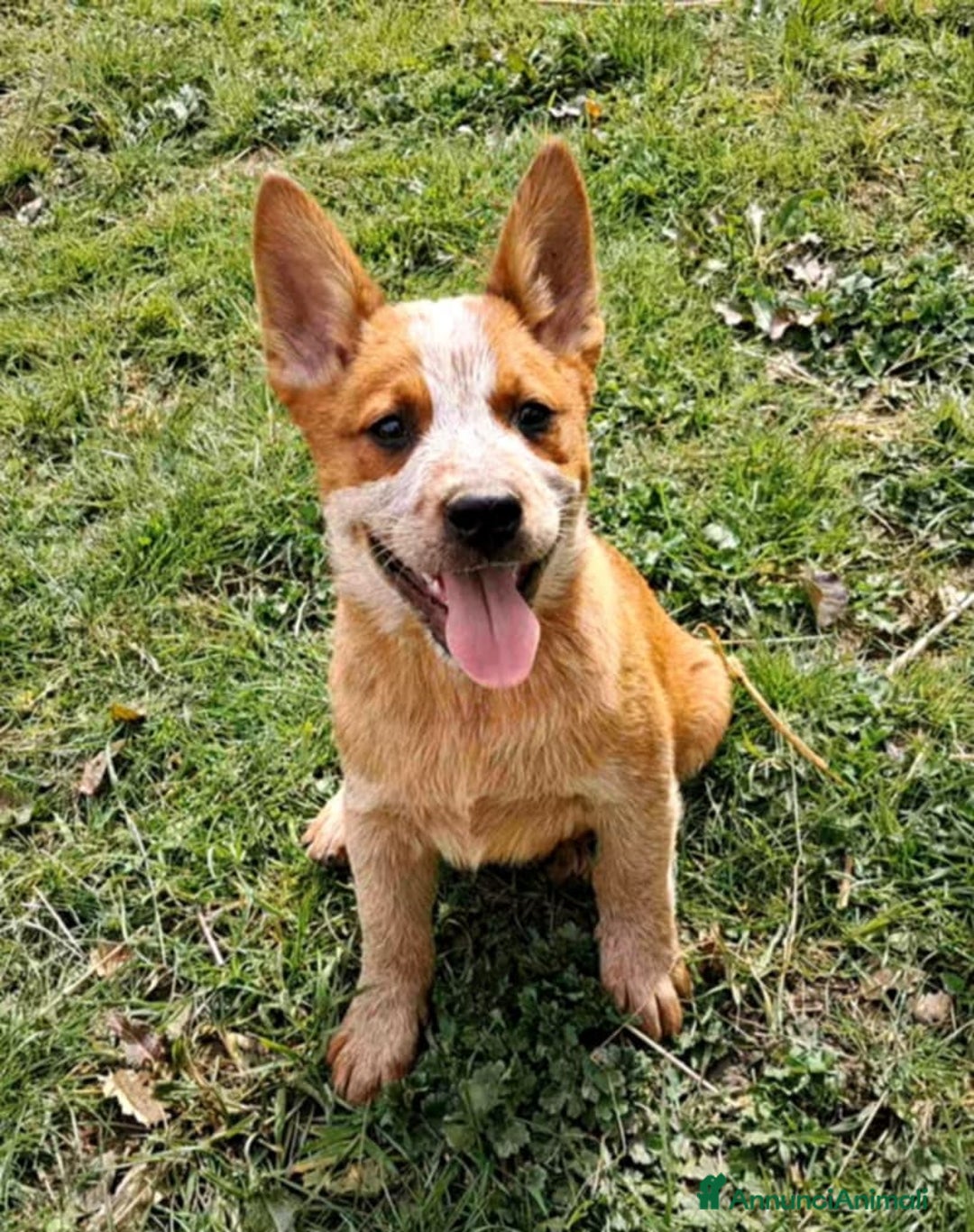 Australian Cattledog cani in vendita: cuccioli di Australian cattledog - Annuncio 1