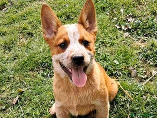 Australian Cattledog cani cuccioli di Australian cattledog - Annuncio 2
