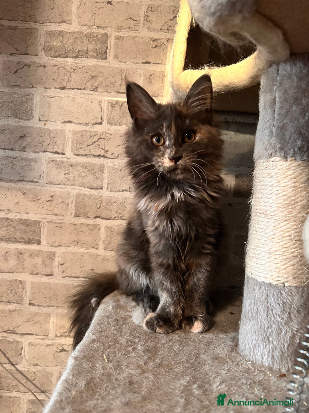Maine Coon gatti in vendita: Cuccioli Maine Coon - Annuncio 3