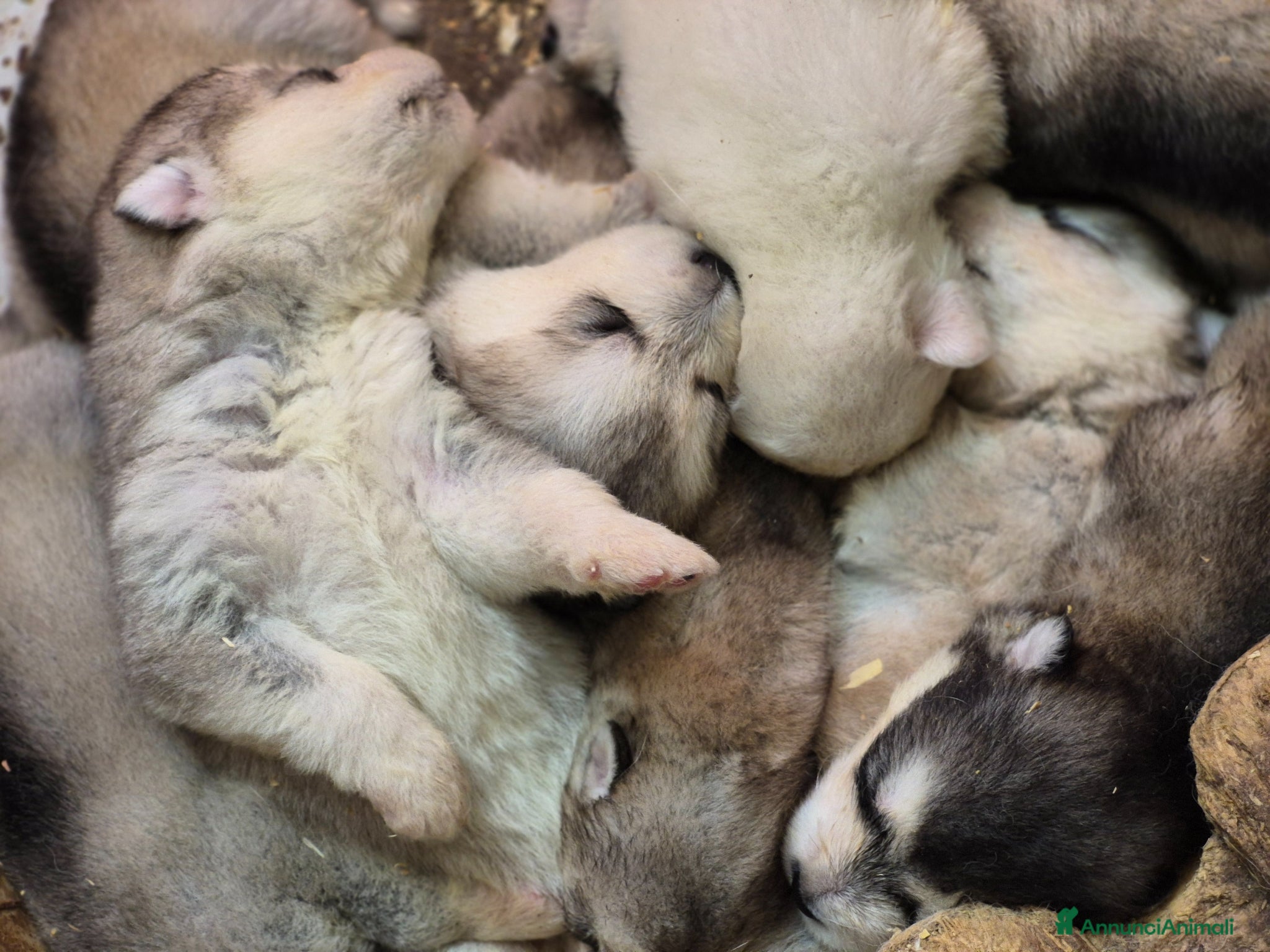 Alaskan Malamute cani Alaskan Malamute cuccioli  - Annuncio 1