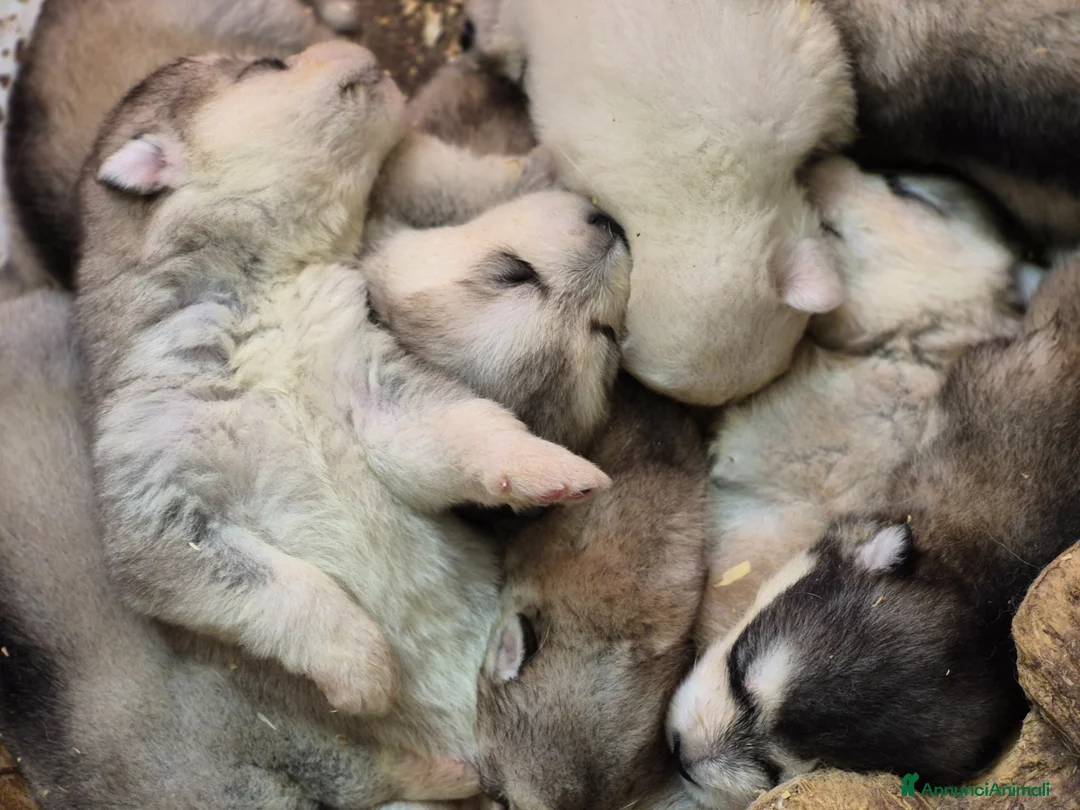 Alaskan Malamute cani in vendita: Alaskan Malamute cuccioli  - Annuncio 1