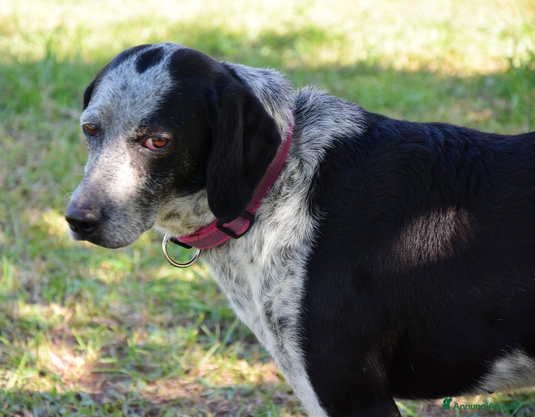 Segugio cani in regalo: VIRGINIA, una timida cagnolina  a Pomezia - Annuncio 12