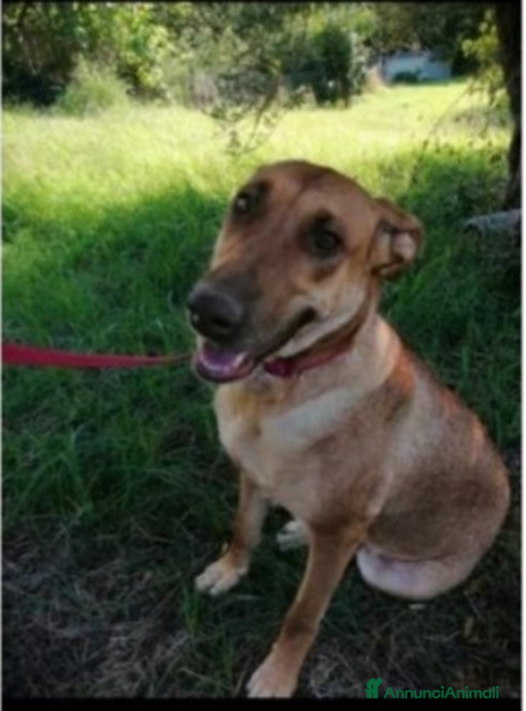 Meticcio cani in regalo: Mix Pastore Malinois/Pitbull R.Nose 5/6 anni.ROMA a Città Metropolitana di Milano - Annuncio 3