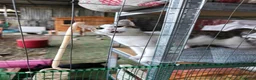 Meticcio gatti in regalo: I Mocaccini - Annuncio 1