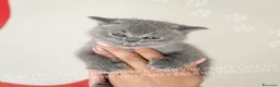 British gatti in vendita: Cuccioli British Shorthair con Pedigree - Annuncio 27