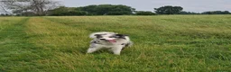 Border Collie cani per accoppiamento: Bellissimo Border con Pedigree per Accoppiamento a Provincia di Cremona - Annuncio 13