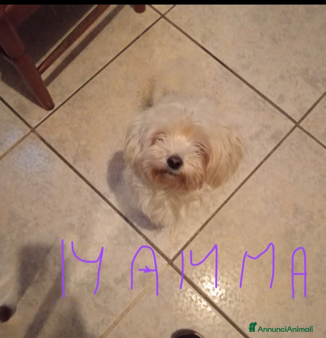 Maltese cani in vendita: Maltese - Annuncio 5