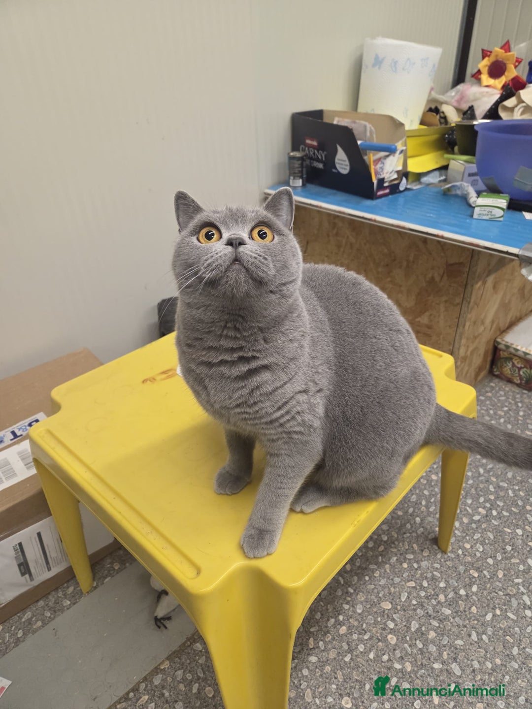 British gatti in vendita: british blu crema - Annuncio 5