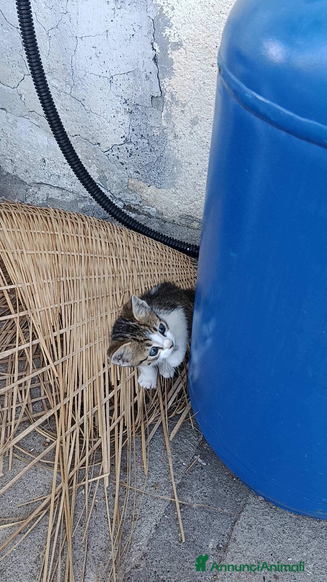 Altre razze gatti in regalo: Gattini - Annuncio 5