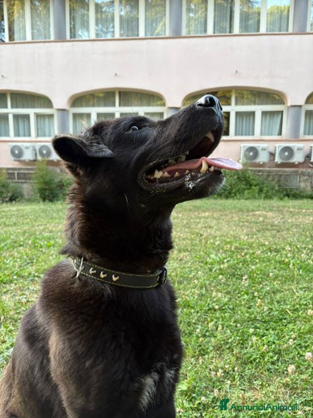 Meticcio cani in regalo: NERO 3anni - 20kg molto affettuoso - Annuncio 1