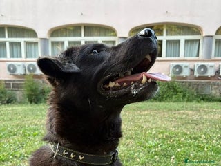 Meticcio cani NERO 3anni - 20kg molto affettuoso - Annuncio 15
