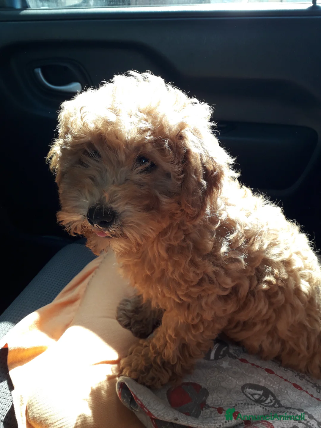 Maltipoo cani in vendita: Maltipo maschio  - Annuncio 2