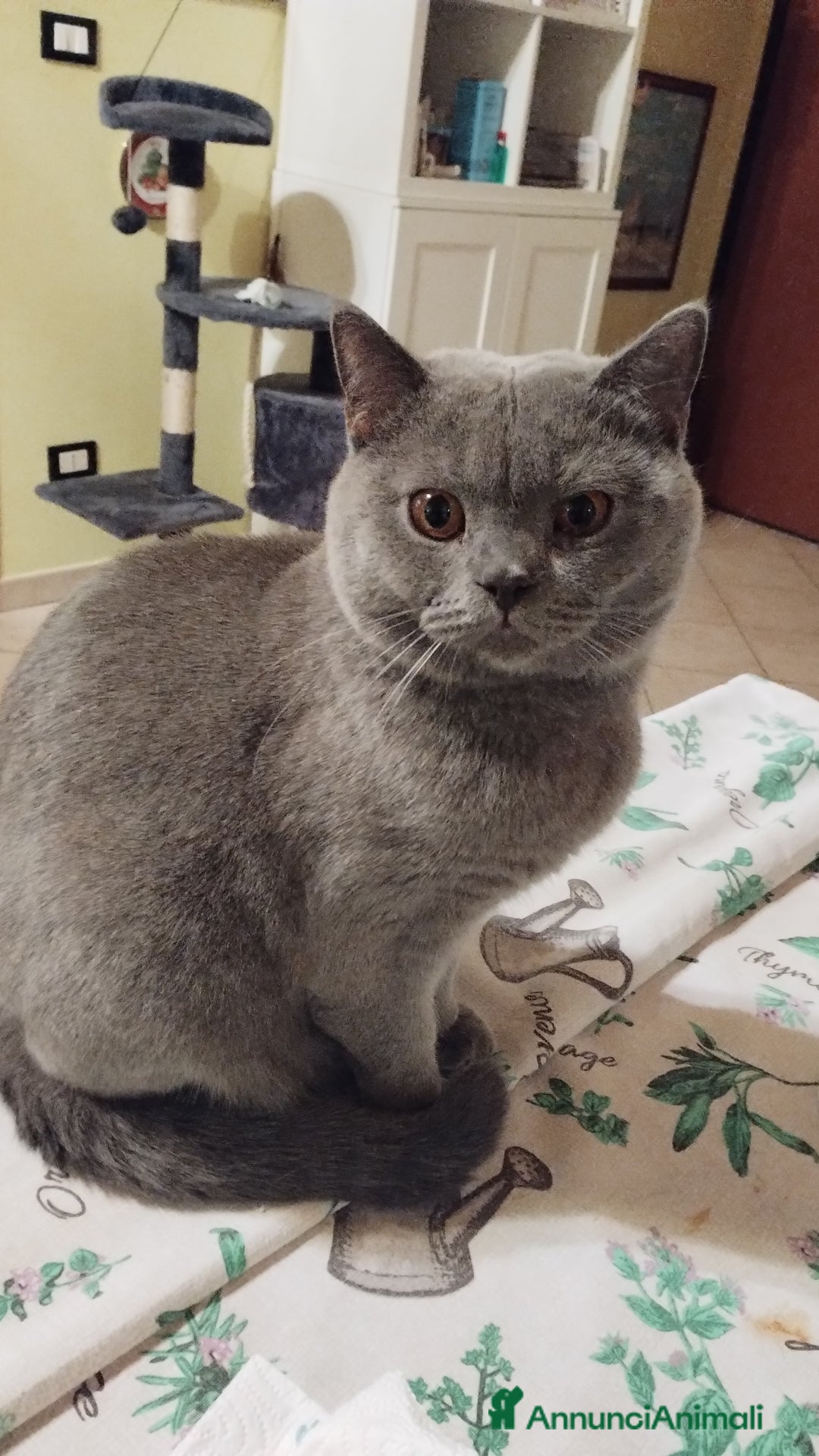 British gatti per accoppiamento: Maschio x accoppiamento  - Annuncio 5