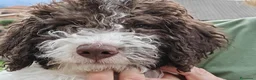 Lagotto cani in vendita: Lagotto romagnolo con pedigree 3 mesi - Annuncio 6