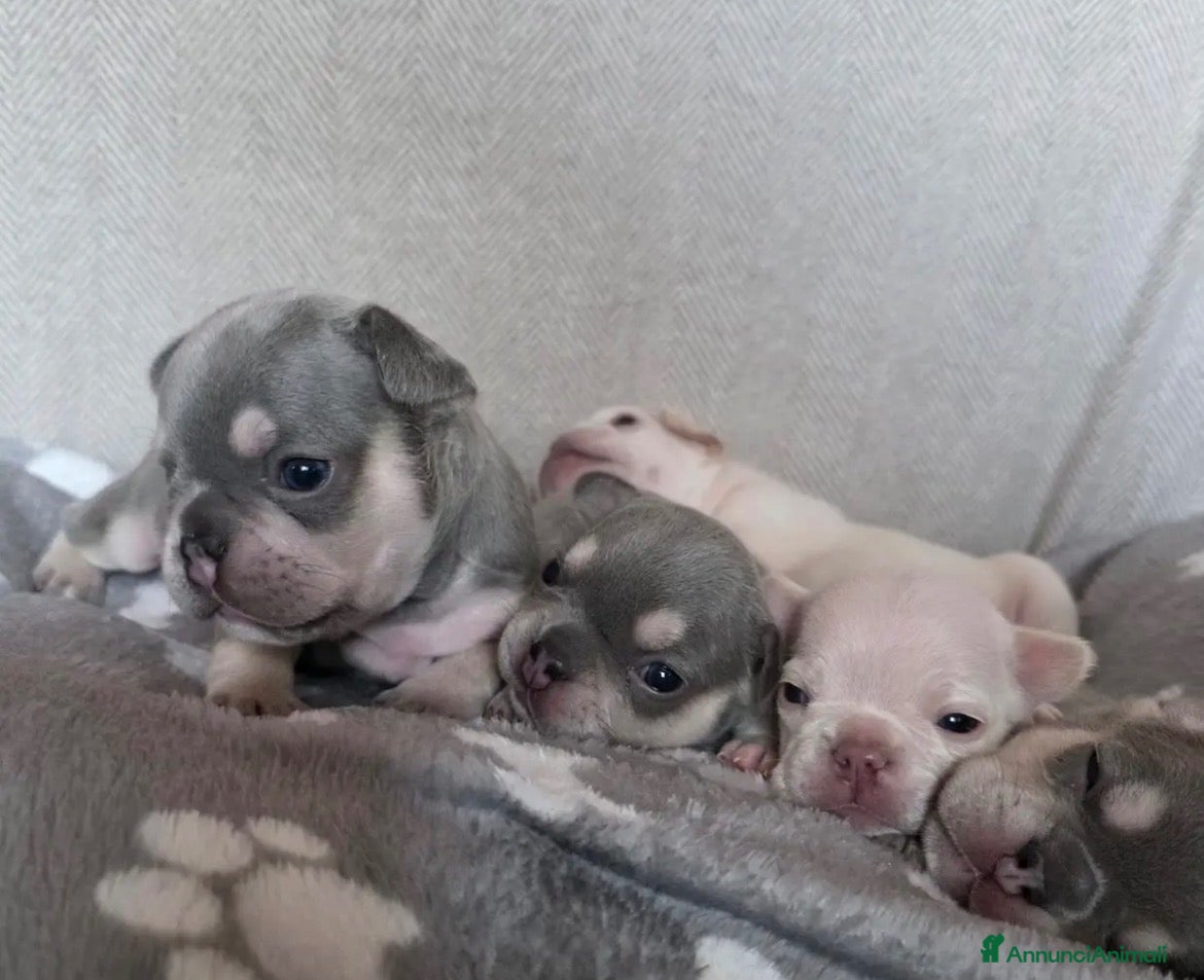 Bulldog Francese cani Cuccioli Bulldog Francese (Lilac Tan e Platinum) - Annuncio 2