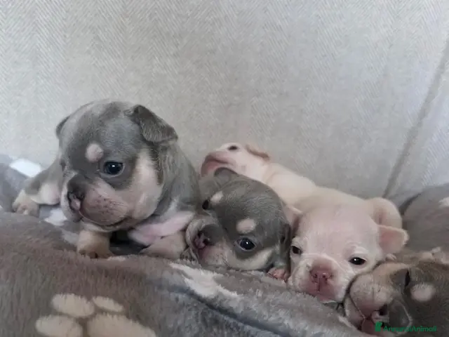 Bulldog Francese cani in vendita: Cuccioli Bulldog Francese (Lilac Tan e Platinum) - Annuncio 2