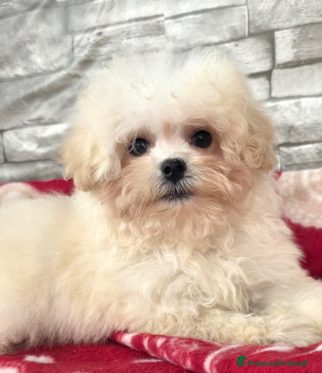 Meticcio cani in vendita: Maltipoo  - Annuncio 2