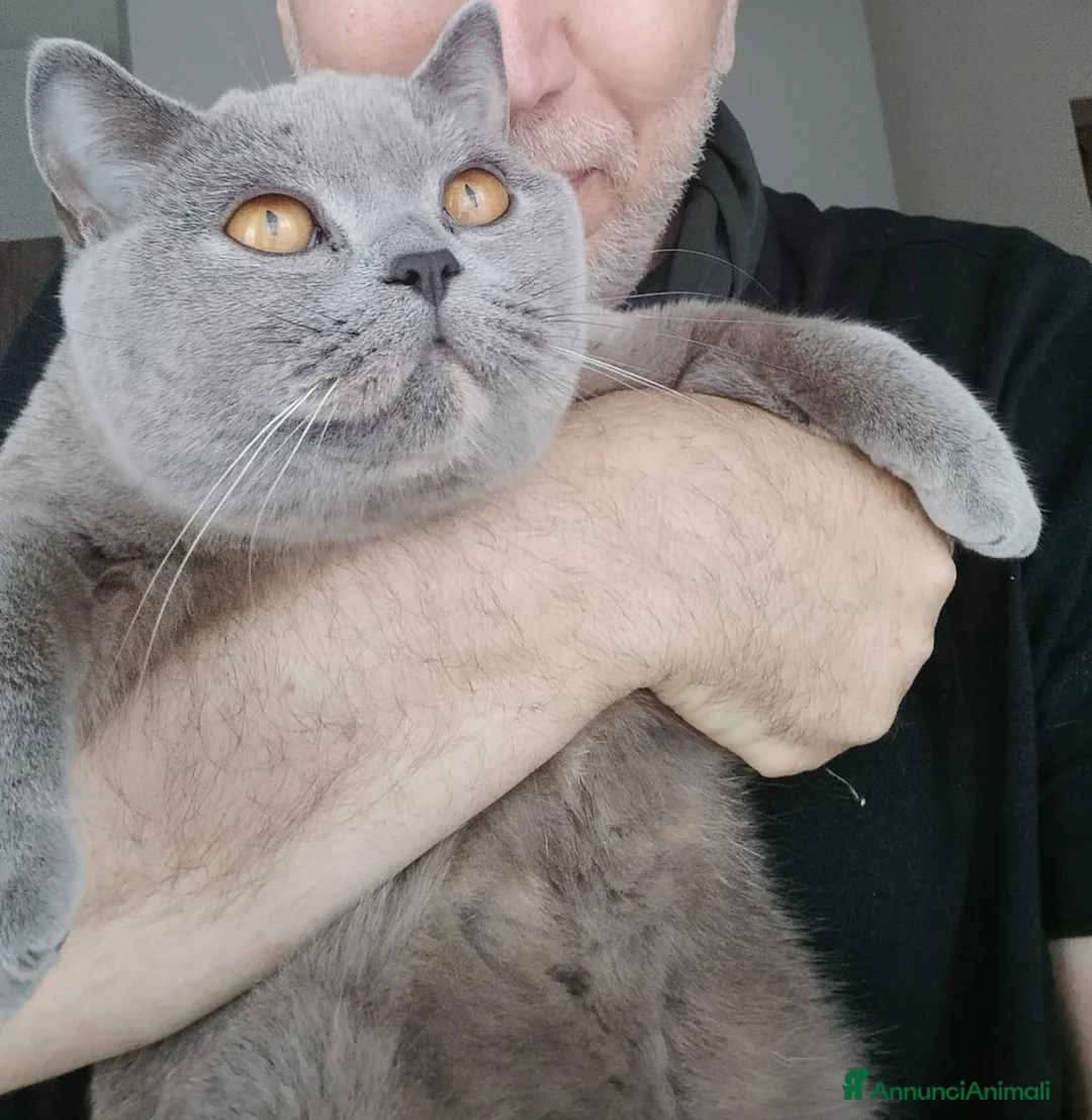 British gatti in vendita: Splendida cucciola di British Shorthair  - Annuncio 2