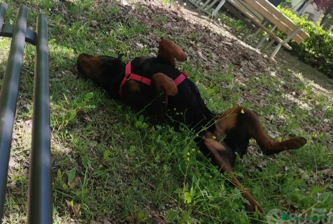 Rottweiler cani in regalo: Cane da adottare  - Annuncio 4