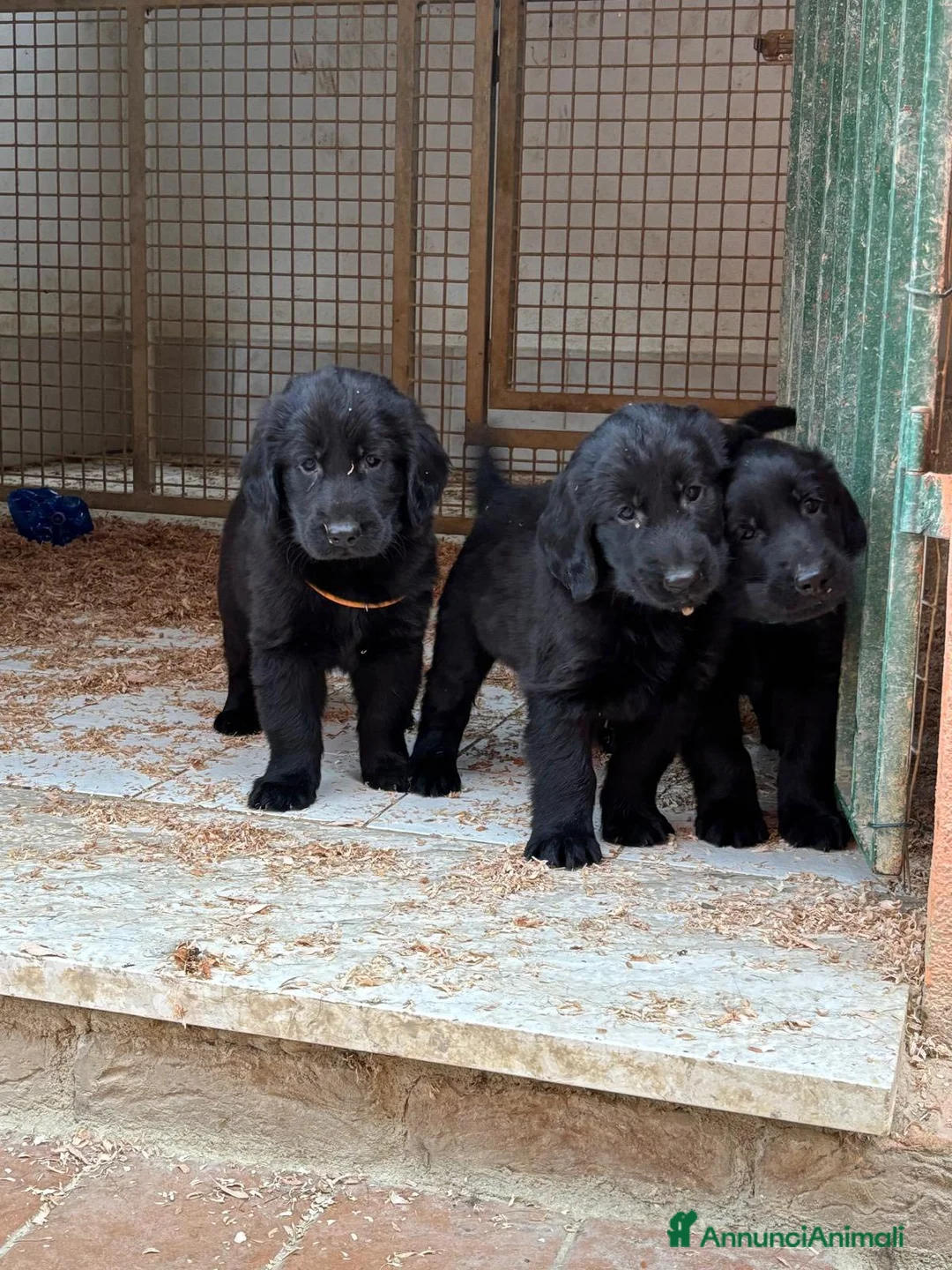 Flat Coated cani in vendita: Cuccioli Flat Coated Retriever - Annuncio 3