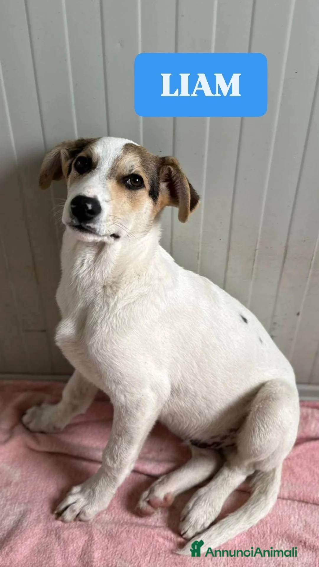 Meticcio cani in regalo: LIAM CERCA ADOZIONE - Annuncio 5