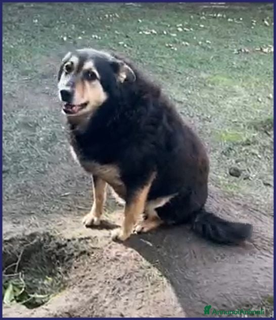 Meticcio cani PONCHO dolcissimo patatone - Annuncio 7