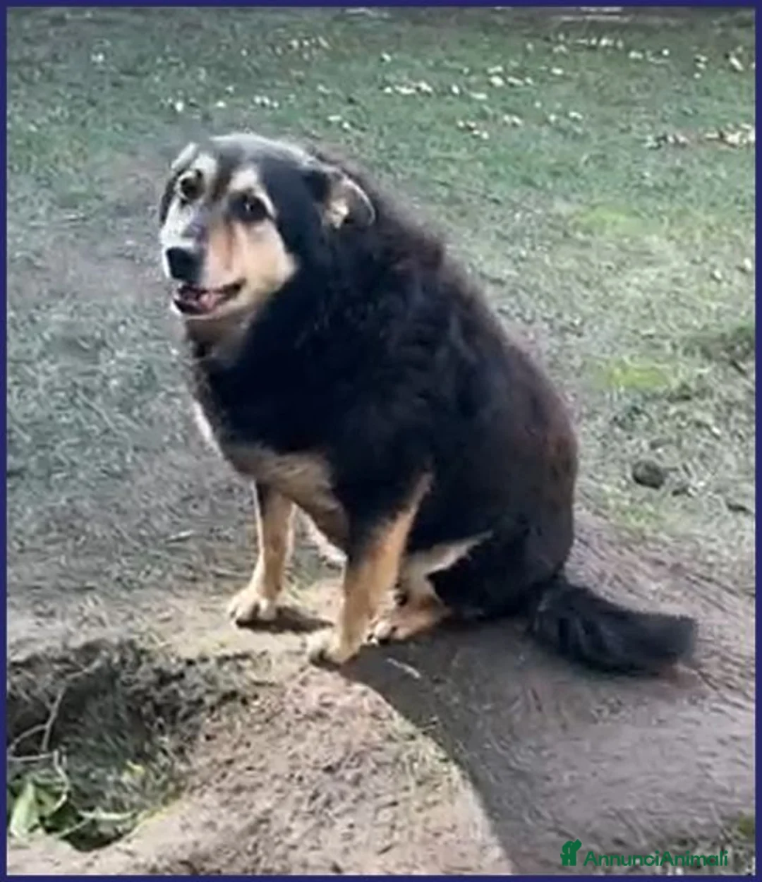 Meticcio cani in regalo: PONCHO dolcissimo patatone - Annuncio 1