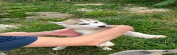 Husky cani in vendita: Cuccioli di meravigliosi husky cercano casa - Annuncio 10