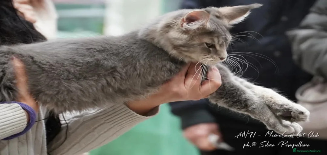 Immagine della galleria {{count}}