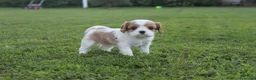 Cavalier King cani in vendita: Ultimo cucciolo di Cavalier King con Pedigree - Annuncio 4