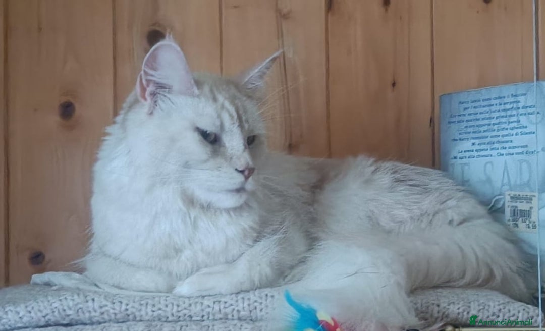 Maine Coon gatti in vendita: Cucciolo Maine Coon pedigree ANFI  - Annuncio 9
