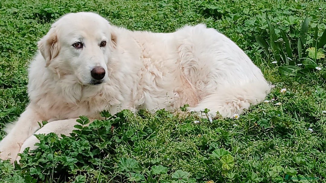 Meticcio cani in regalo: CAMILLA HA BISOGNO DI TE - Annuncio 2
