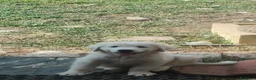 Pastore Abbruzzese Maremmano cani in vendita: Pastore maremmano abruzzese  a Città metropolitana di Catania - Annuncio 5