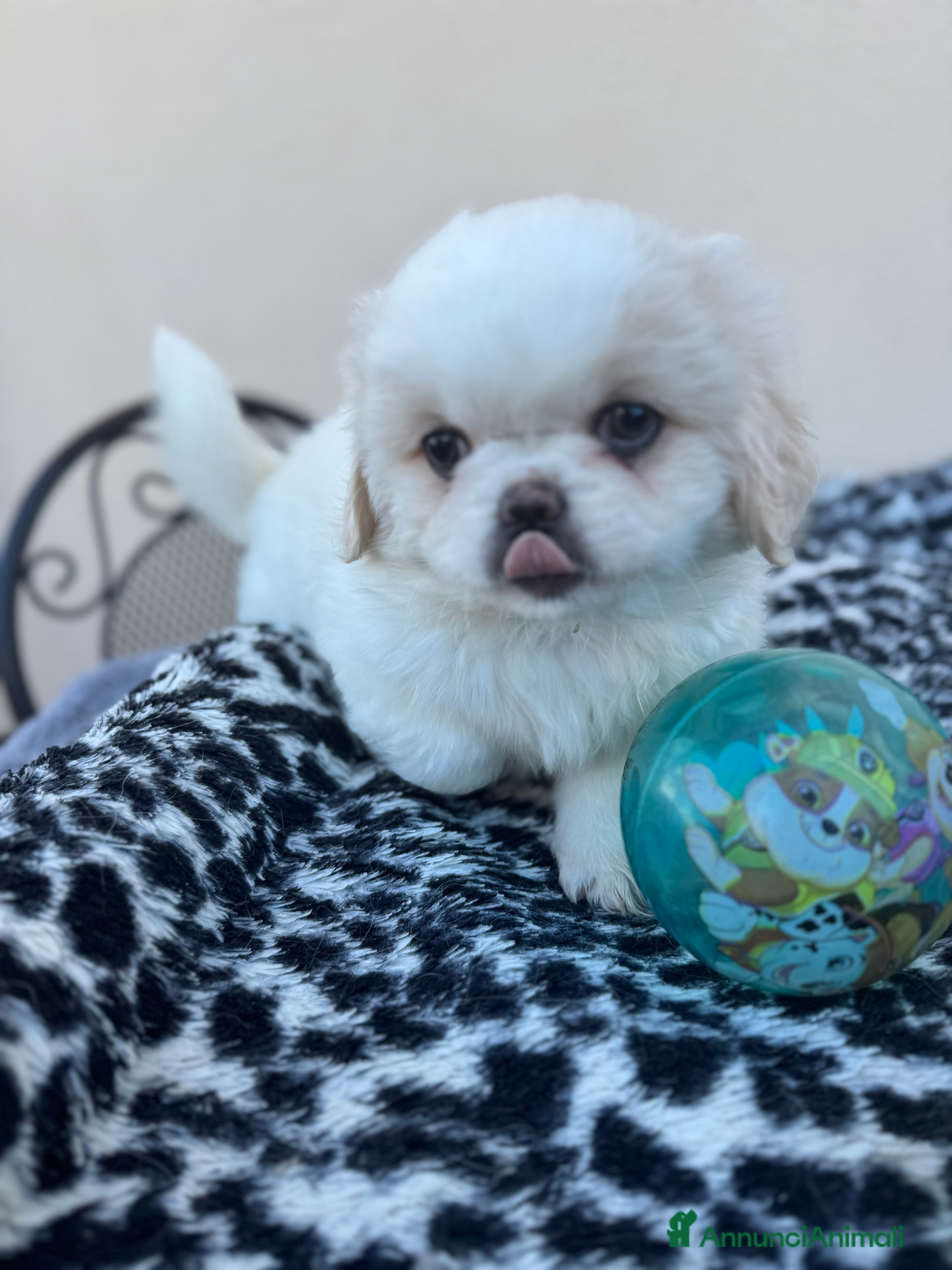 Pechinese cani Cuccioli pechinese - Annuncio 1