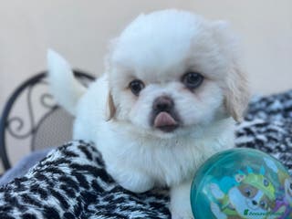 Pechinese cani Cuccioli pechinese - Annuncio 1