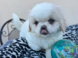 Pechinese cani Cuccioli pechinese - Annuncio 2