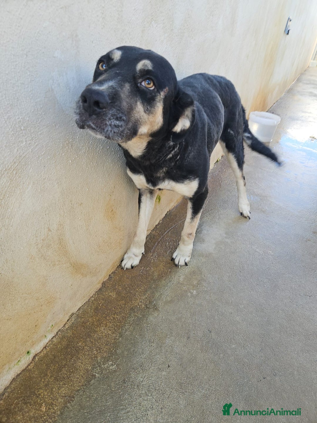 Meticcio cani in regalo: Fabrizia: taglia grande, dolce ed equilibrata  - Annuncio 6