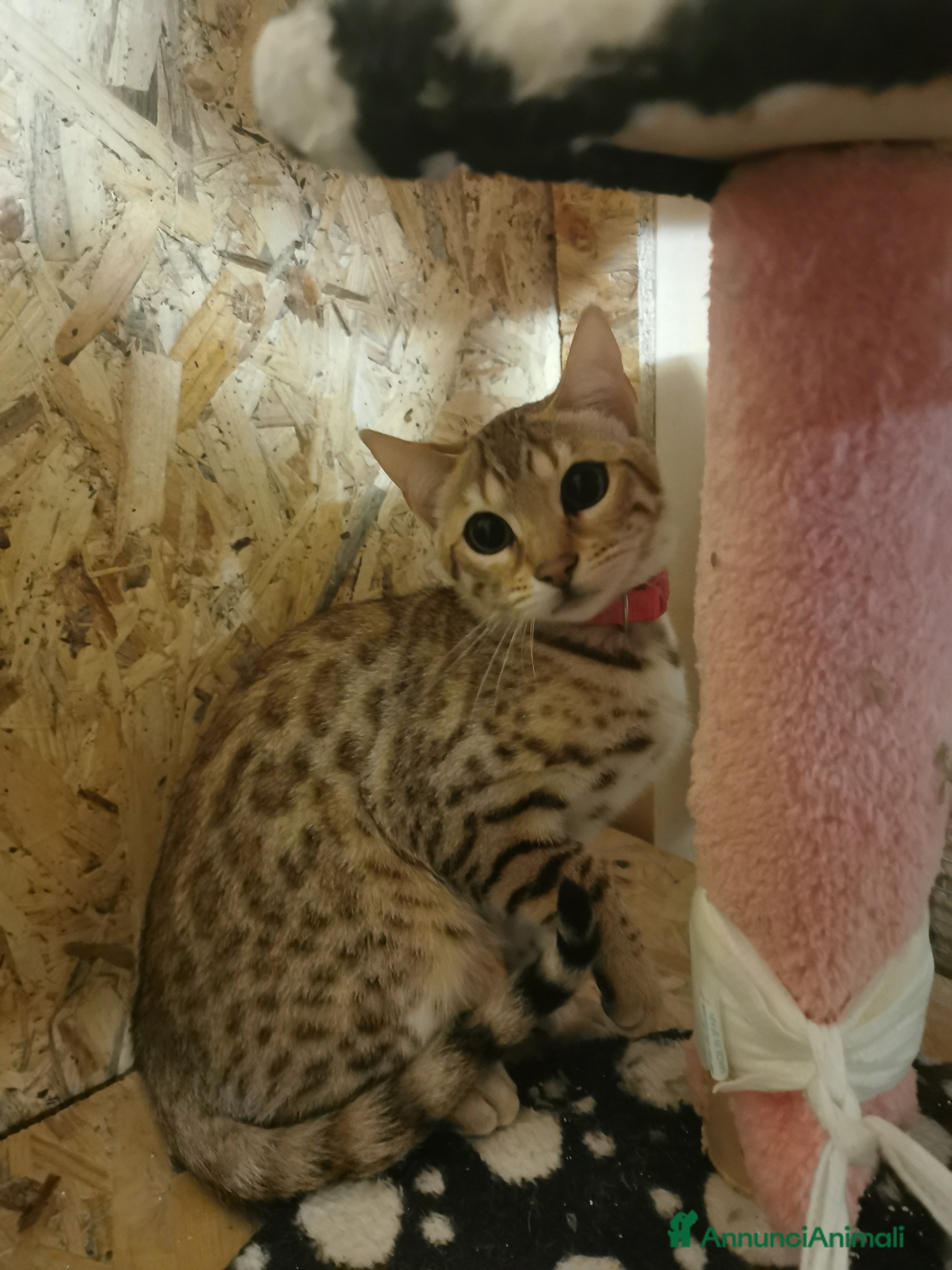 Bengala gatti Gattini bengal wild - Annuncio 13
