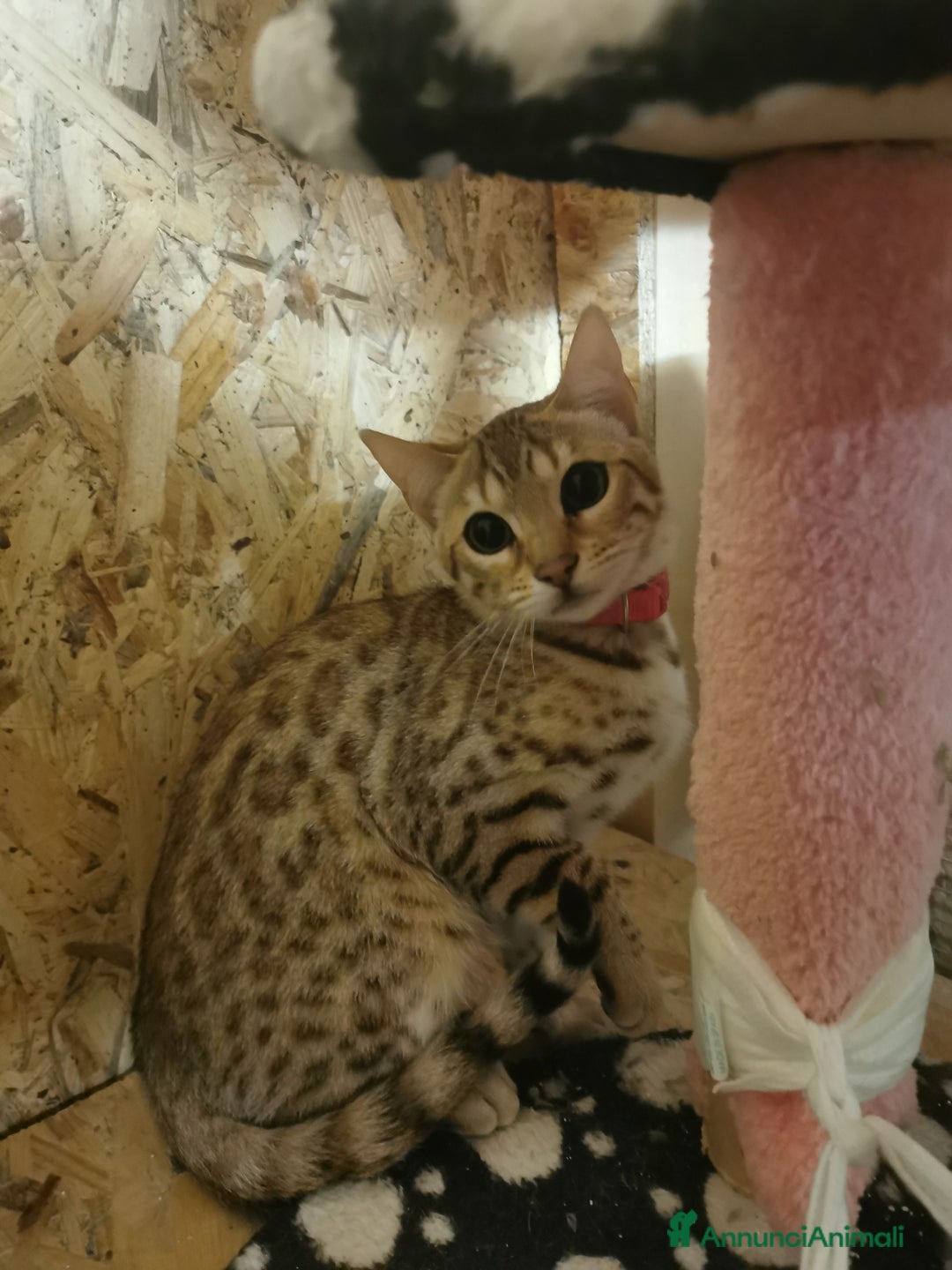 Bengala gatti in vendita: Gattini bengal wild - Annuncio 1