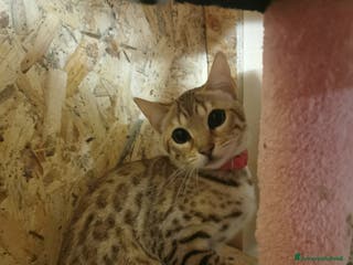 Bengala gatti Gattini bengal wild - Annuncio 13