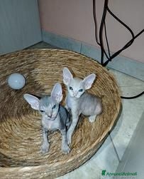 Sphynx gatti Gattini Sphynx - Annuncio 6