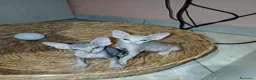 Sphynx gatti in vendita: Gattini Sphynx - Annuncio 1