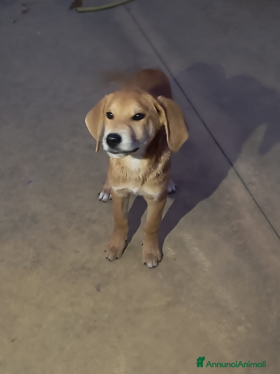 Meticcio cani in regalo: 5 cuccioli per 5 famiglie - Annuncio 11