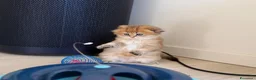 Scottish gatti in vendita: Scottish fold&straihgt - Annuncio 11