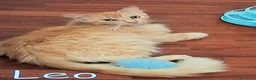 Maine Coon gatti in regalo: LEO SIMILMAINCOON ROSSO CIPRIA - Annuncio 10