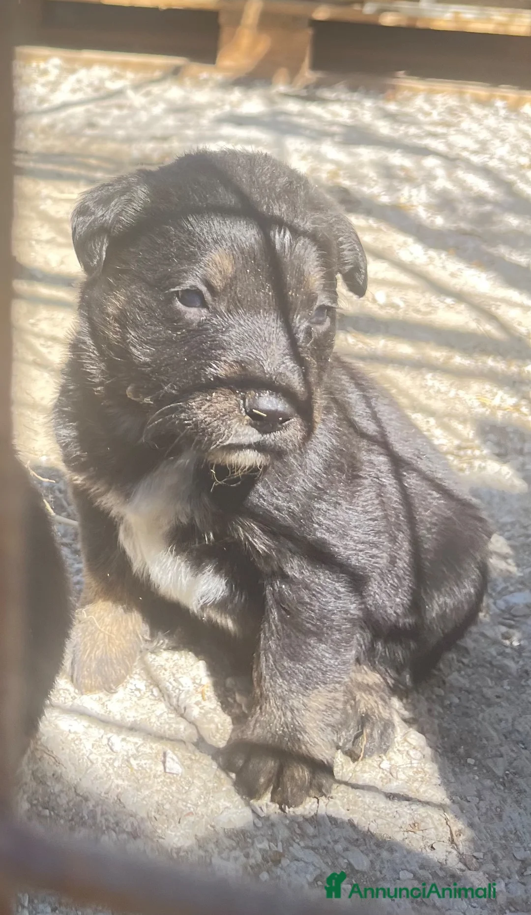 Meticcio cani in regalo: Meticce Labrador + maremmano  - Annuncio 4