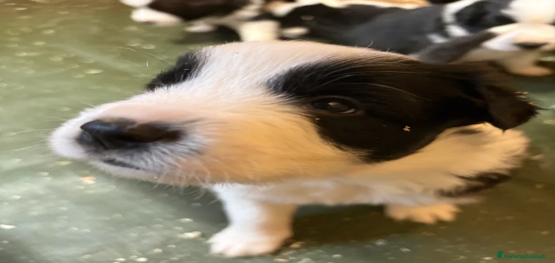 Immagine della galleria {{count}}