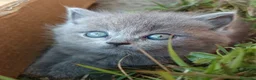 British gatti in vendita: Adorabili gattini British shortair  a Provincia di Taranto - Annuncio 1